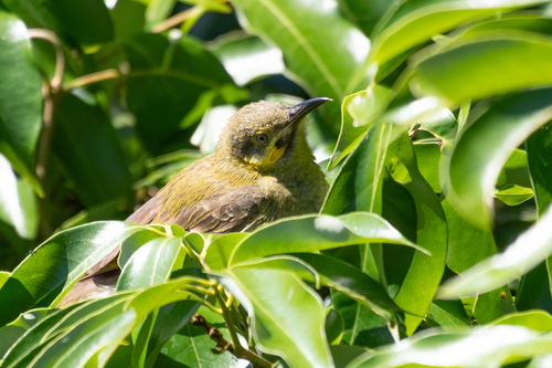 Polynesian Wattled Honeyeater (Foulehaio carunculatus), photo 2