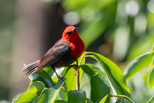 Cardinal Myzomela (Myzomela cardinalis), photo 4