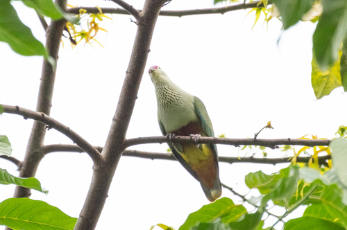 Crimson-crowned Fruit Dove (Ptilinopus porphyraceus), photo 1