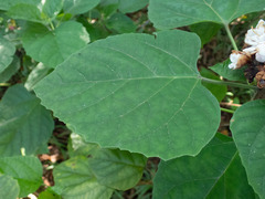 Clerodendrum chinense, photograph (c) M Rutherford, some rights reserved (CC BY)