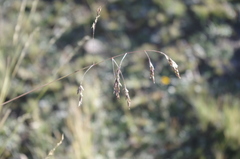 Poa candamoana