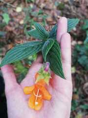 Columnea strigosa
