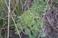 Oxalis nubigena