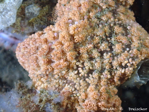 Chain Tunicate, Schouwen-Duiveland, Pays-Bas, photo 8 of 10