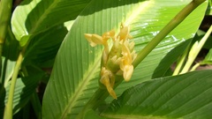 Goeppertia macrosepala