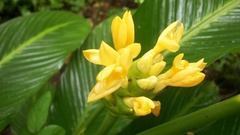 Goeppertia macrosepala