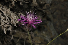 Crupina crupinastrum