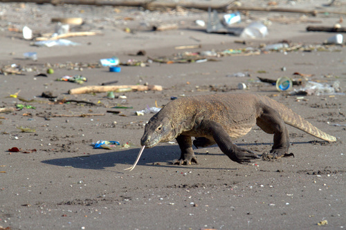 Komodo Dragon — seen at this dive site