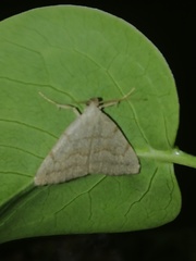 Pechipogo strigilata