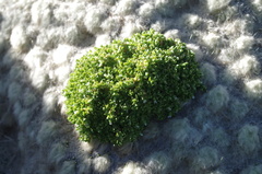Stellaria weddellii