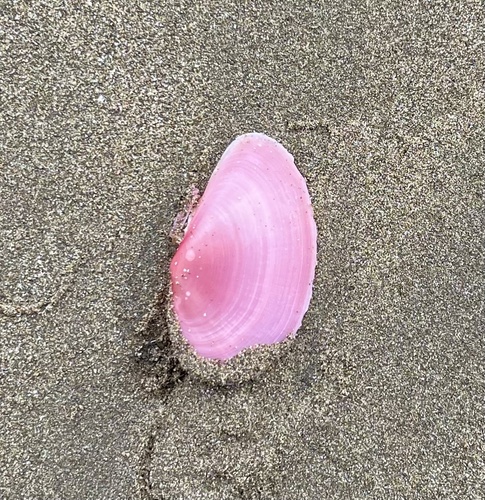 Sanguinolaria tellinoides, 2026-07-18