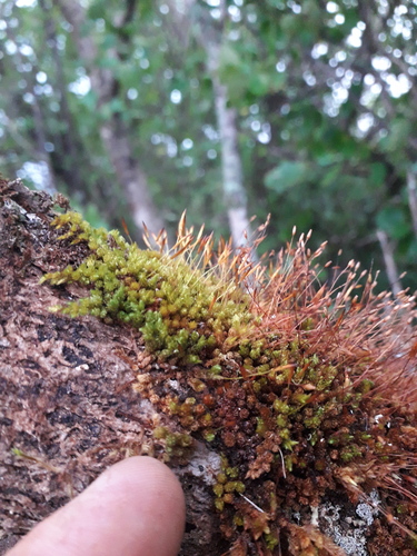 Macromitrium longipes observed 2026-07-12