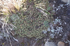 Paronychia andina