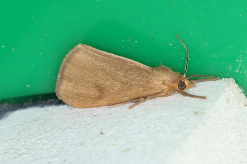 Tawny Virbia Moth photo 6