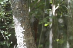 Dendrocolaptes sanctithomae