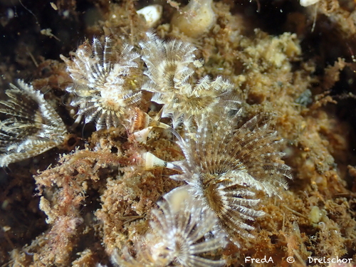Kroontjesworm, Schouwen-Duiveland, Pays-Bas, photo 10 of 10