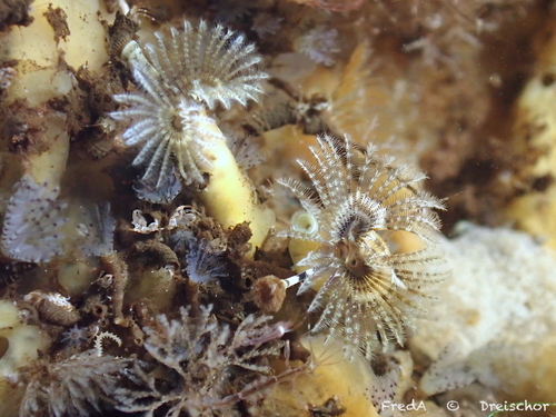 Kroontjesworm, Schouwen-Duiveland, Pays-Bas, photo 6 of 10