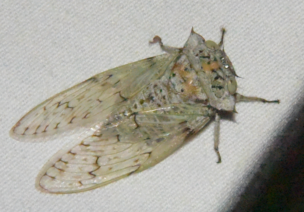 Platypleura spicata