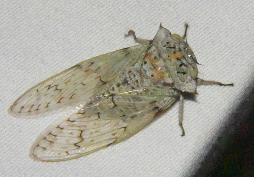 Platypleura spicata