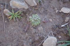 Brayopsis monimocalyx