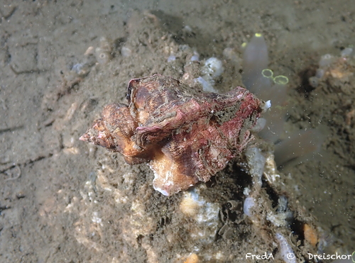 Japanese Oyster Drill, Schouwen-Duiveland, Pays-Bas, photo 9 of 10