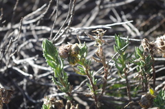 Senecio adenophyllus