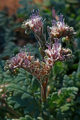 Phacelia arizonica