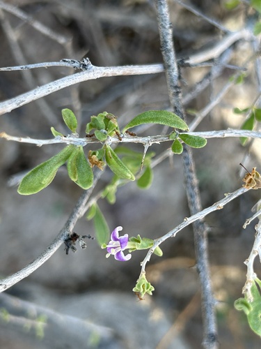 Lycium parishii