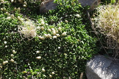 Baccharis caespitosa