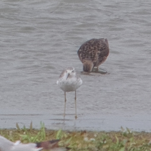 iNaturalist image