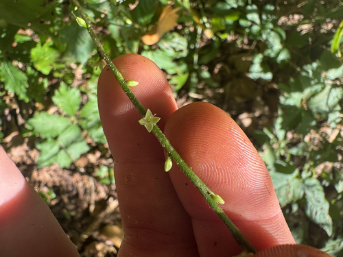 American jumpseed