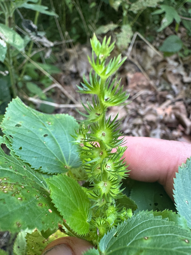 hornbeam copperleaf