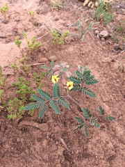 Pomaria jamesii