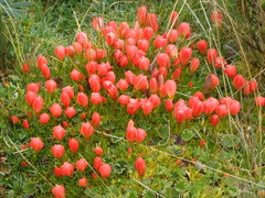 Gentianella rupicola