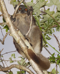 Lepilemur