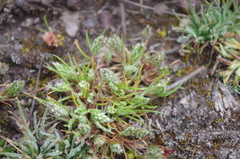 Poa macusaniensis