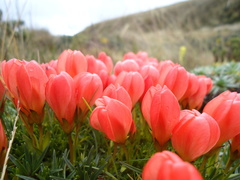 Gentianella rupicola