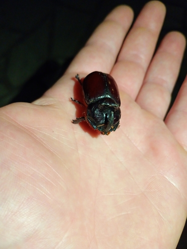 Oryctes nasicornis corniculatus
