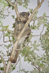 Lepilemur