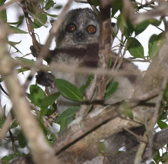 Lepilemur