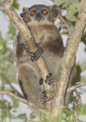 Lepilemur