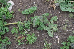 Tarasa urbaniana