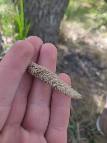 Phalaris caroliniana, photograph 5