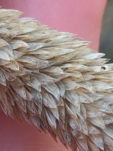 Phalaris caroliniana, photograph 6
