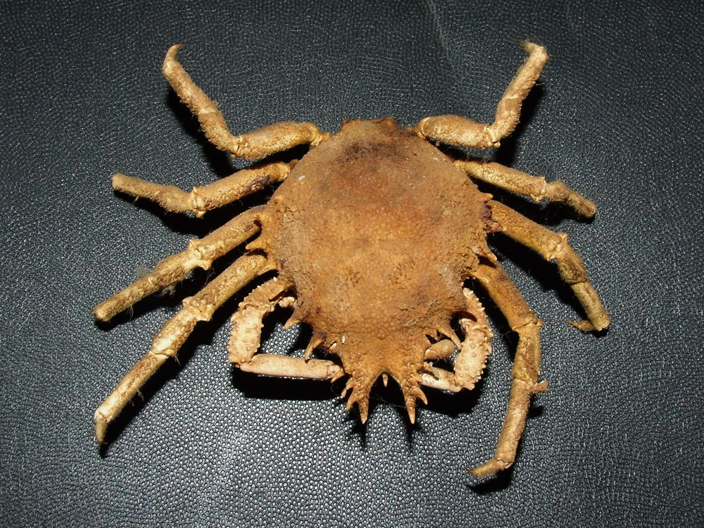 Typical Spider Crabs