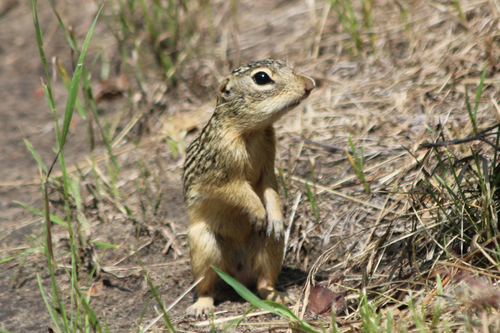 Thirteen-lined Ground Squirrel observed by bobsquat