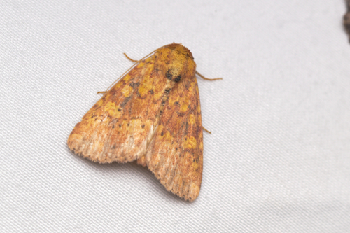 Red Groundling Moth photo 4