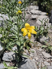 (c) average_plant_enjoyer, some rights reserved (CC BY) Lilium parryi, photograph (c) average_plant_enjoyer, some rights reserved (CC BY)