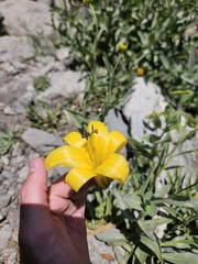 (c) average_plant_enjoyer, some rights reserved (CC BY) Lilium parryi, photograph (c) average_plant_enjoyer, some rights reserved (CC BY)