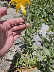 (c) average_plant_enjoyer, some rights reserved (CC BY) Lilium parryi, photograph (c) average_plant_enjoyer, some rights reserved (CC BY)